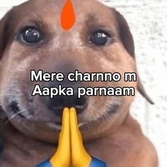 a brown dog holding a banana in its mouth with the caption'mere charmo m aapka pamaam '