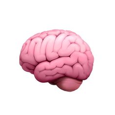 the human brain is shown in pink