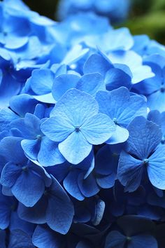 blue hydrangea flowers with green leaves in the background