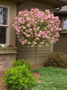 pink flowers are blooming on the outside of a house in front of a window