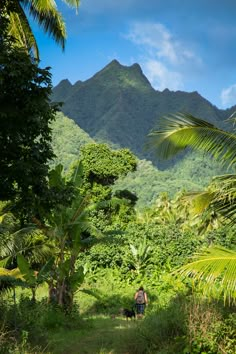 a person walking down a path in the middle of trees and bushes with mountains in the background