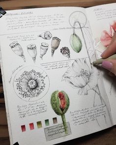 a hand holding a pen over an open book with drawings on it and flowers in the background