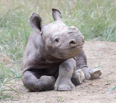 a baby rhino laying down on the ground