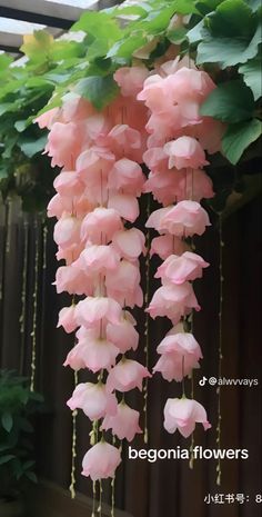 pink flowers are hanging from the side of a fence