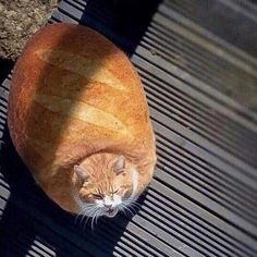 an orange and white cat laying on top of a wooden floor next to a piece of bread