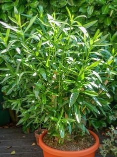 a potted plant sitting on top of a wooden table next to a green bush