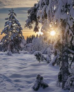 the sun is shining through the trees in the snow covered field with lots of snow on it