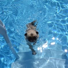 a pug swimming in a pool with clear blue water and sun glares on its face