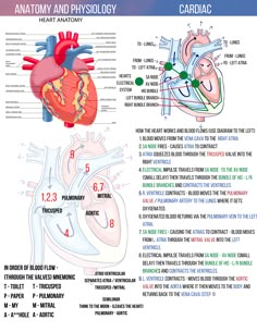 the anatomy of the heart and its functions