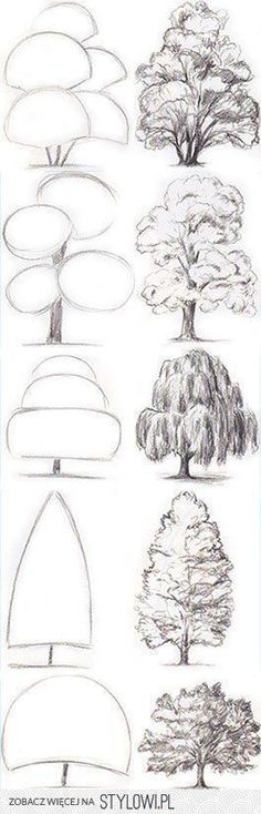 various types of trees drawn in pencil