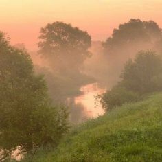 cows grazing on the side of a river at sunset or dawn with mist in the air