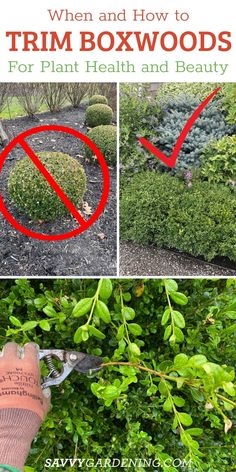 how to trim boxwoods for plant health and beauty in the garden with text overlay