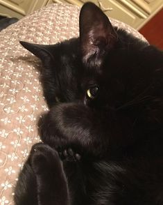 a black cat laying on top of a bed