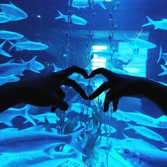 blue fish aquarium heart sign Cute Aquarium Pictures, Couple At Aquarium, Aquarium Date Pictures, Jakarta Aquarium Aesthetic, Aquarium Date Wlw, Couple Aquarium Pictures, Aquarium Couple Photos