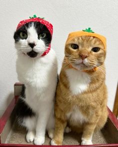 two cats sitting next to each other wearing fruit hats