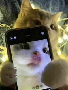 a cat is holding up a cell phone to take a selfie with it's face