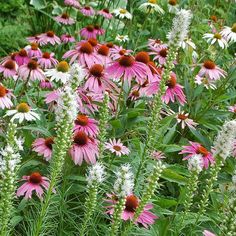 many pink and white flowers are in the grass