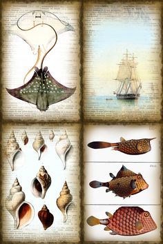 an image of seashells and sea animals on old book pages with ship in the background