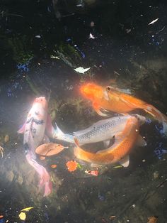 two orange and white koi fish swimming in a pond surrounded by leaves, grass and trash