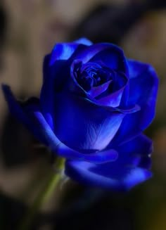 a blue rose is blooming in the garden