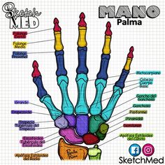 a diagram of the human hand with all its main parts labeled in each section on it