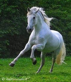 a white horse is galloping on the grass in front of some bushes and trees