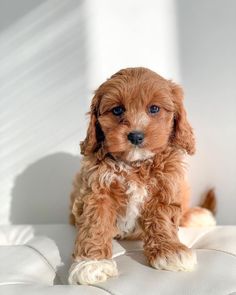 a small brown dog sitting on top of a white couch