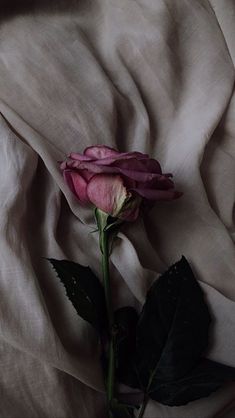 a single pink rose sitting on top of a white sheet