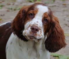 a brown and white dog standing on top of a dirt field