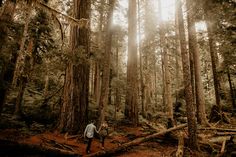 a man walking through a forest with tall trees