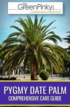 a palm tree with the words pygmy date palm compreensive care guide