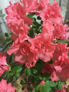 pink flowers are blooming in a vase on the table