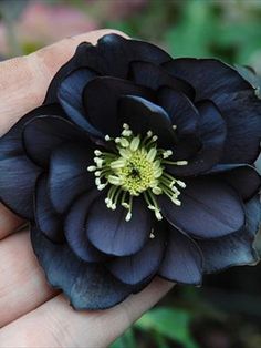 a person's hand holding a black flower with white stamens on it