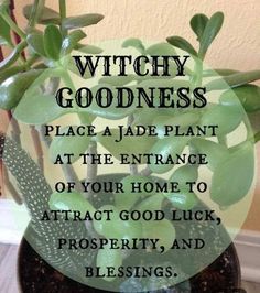 Green Witchcraft, Jade Plant, Witch Spirituality, Witch Garden, Kitchen Witchery, Witchcraft For Beginners, Herbal Magic, Witch Magic, Jade Plants