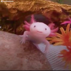 a small white and pink gecko sitting on top of a rock next to flowers