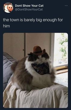 a cat sitting on top of a bed wearing a cowboy hat and tie with caption that reads, don't show your cat the town is barely enough for him