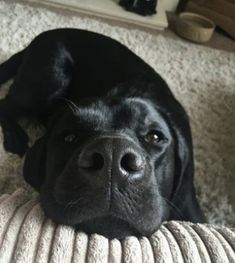 a black dog laying on top of a couch