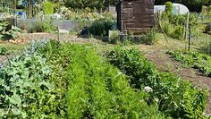 the garden is full of vegetables and plants