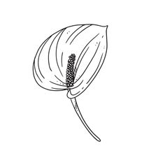 a black and white drawing of a flower on a white background, with the petals still attached