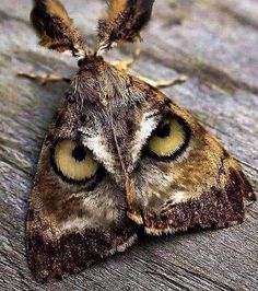 a moth with yellow eyes sitting on top of a wooden table in front of the camera