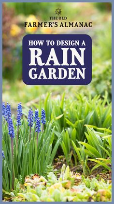 blue flowers and green grass with the words how to design a rain garden on it