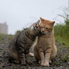 two cats are playing with each other on the gravel road in front of some tall grass