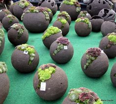 large rocks with plants growing out of them on display at an outdoor market stall in the city