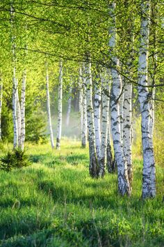 the sun shines through the trees and grass in an area with tall, thin birch trees