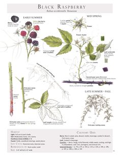 an image of black raspberry plants and their names in english, with pictures of berries