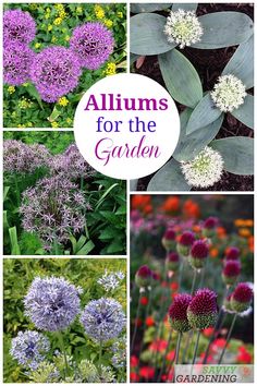 various flowers and plants with the words alliums for the garden