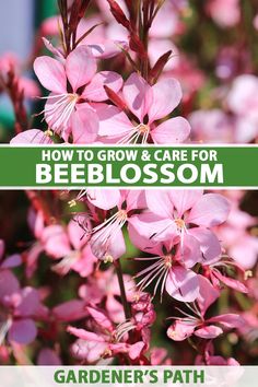 pink flowers with text overlay how to grow and care for beeblossm