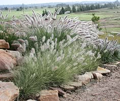 some very pretty plants by some rocks in the dirt and grass on top of them