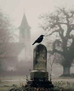 a black bird sitting on top of a grave