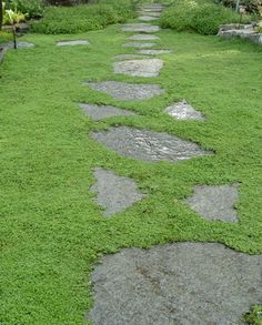 the walkway is covered with grass and stepping stones